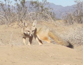 Desert kit fox