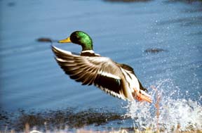 Ducks vs. Ethanol