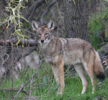 coyote