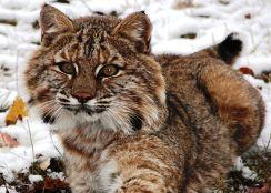 NYS bobcat