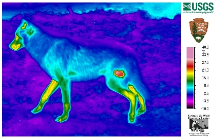 Thermal image of wolf with a spot mimicing mange