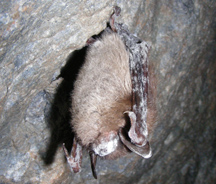 little brown bat with white nose syndrome on cave wall