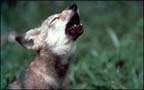 New Mexico Withdraws From Wolf Recovery Program