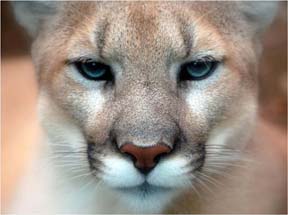 mo mountain lion