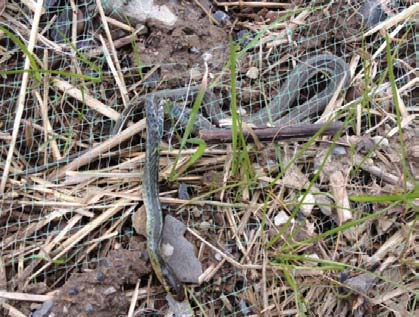 Dead garter snake in photodegradeable netting