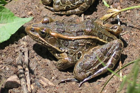 northern leopard frog