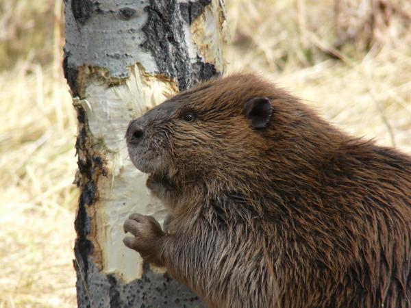 beaver in colorado