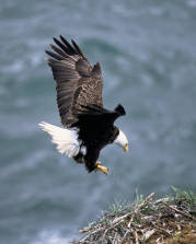 Bald_Eagle