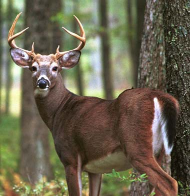 white_tailed_deer_buck