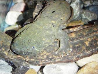 hellbender