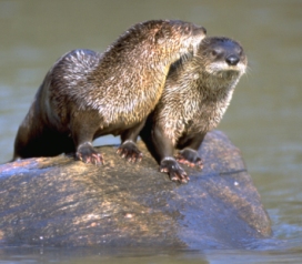 otter_pair_maxwell