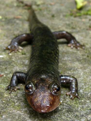black-bellied_salamander_cressler_high_res