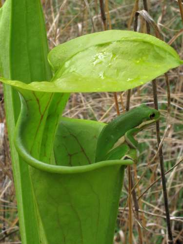 Green_Tree_Frog_in_pitcher_plant_Cressler_photo