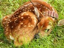 collared fawn Indiana