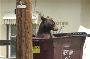 dumpster bear