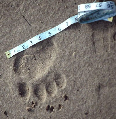 bear tracks