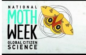 moth week