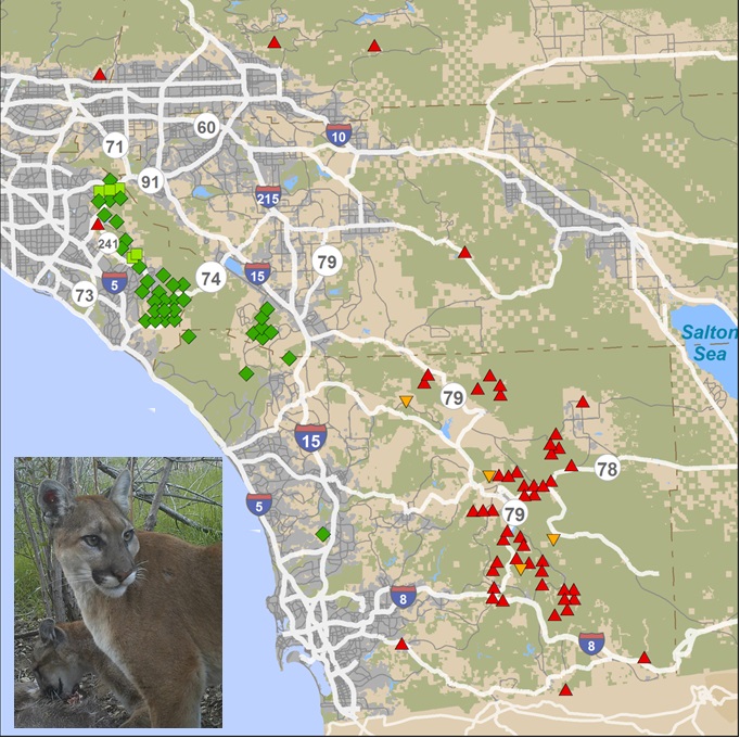 mountain lion habitat map